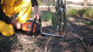 Best Tree Risk Assessment  in Brenham, TX